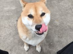 -柴犬高等学院·狗咖·柴犬售卖·宠物训练