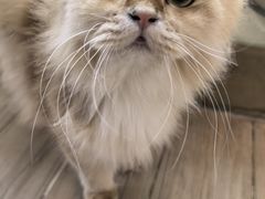 -李小姐の猫咖啡馆(五角场店)