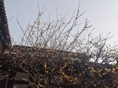-拙政园