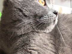 -纳吉亚猫专科动物诊疗中心(蒋宅口分院)