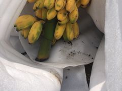 -鲜力达果品批发直销(青山店)