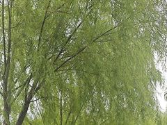 -孺子亭公园
