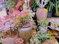 -桂林市花鸟市场