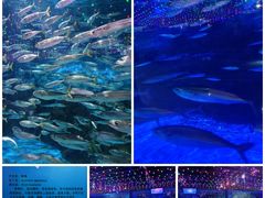 -大连老虎滩海洋公园