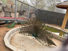 -石家庄市动物园