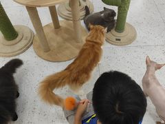 -喵园·猫主题咖啡厅·撸猫·猫咖(国贸店)