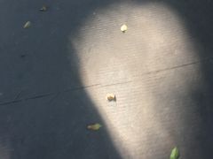-钢管厂五区小郡肝串串香(南山店)