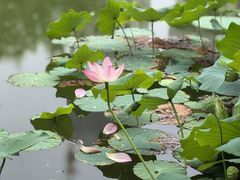 -木塔寺遗址生态公园