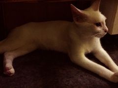 -猫色咖啡·猫咖