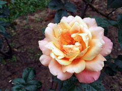 -人民公园(罗湖区)