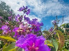 -中国科学院西双版纳热带植物园