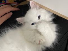 -欣宠猫屋·矮脚拿破仑·蓝金金渐层