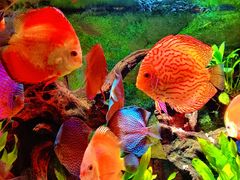 -上海海洋水族馆