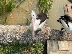 -新加坡飞禽公园