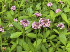 -浙江农林大学(东湖校区)