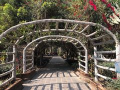 -瑞丽独树成林风景区