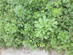 -南汇水蜜桃采摘(大团店)