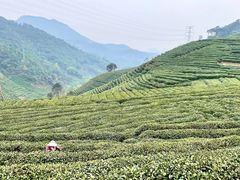 -午潮山国家森林公园