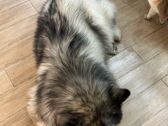 -李小姐の猫咖啡馆(五角场店)