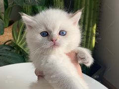 -喵zoo家庭繁育猫舍(尖东智能花园店)
