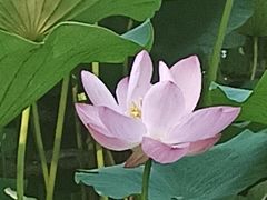 -大宁郁金香公园-停车场