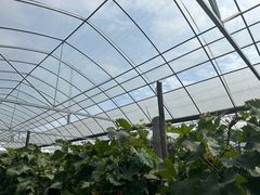 -马陆小张葡萄园农家乐