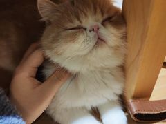 -滚猫咖啡·猫咖·猫友好撸猫(未来城店)
