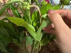 -盒马鲜生(红莲店)