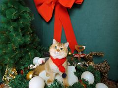 -超宠爱宠物摄影-Super pet