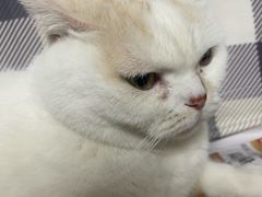 -宠物星动物医院·眼科·异宠·猫科(江南大道总院)