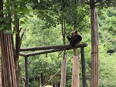 -都江堰中华大熊猫苑