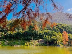 -深圳仙湖植物园