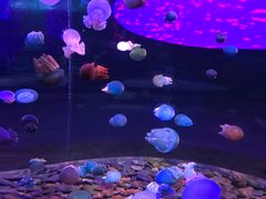 -多彩贵州城极地海洋世界