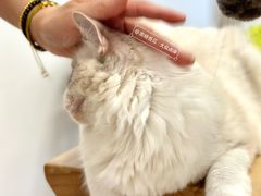 -有喵·猫咖·狗咖·30几只猫10只小狗(岗厦店)