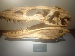 -自贡恐龙博物馆