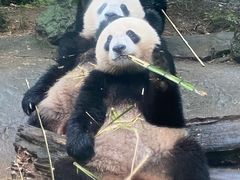 -都江堰中华大熊猫苑