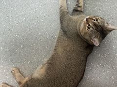 -伟伟宠物医院·瑞派猫友好医院·猫科(光谷店)
