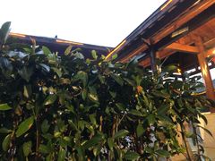 -咸宁万豪温泉谷度假区