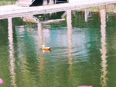 -西双版纳原始森林公园