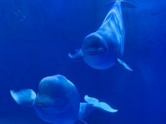 -多彩贵州城极地海洋世界