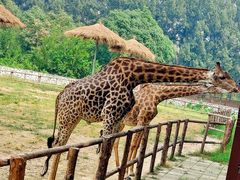 -北京野生动物园