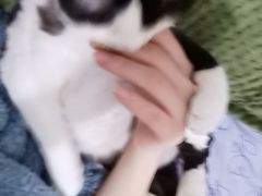 -嘉美宠物医院