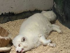 -绿色星球动物主题公园