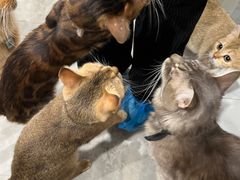 -楼上猫咖(罗湖店)