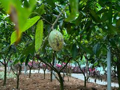 -歌斐颂巧克力小镇