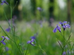 -苏家坨柳林村二月兰花海