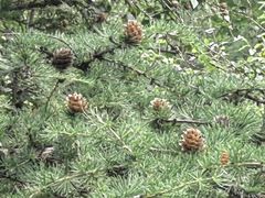 -苏木山森林公园