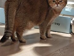 -爱洗澡的猫(望京店)