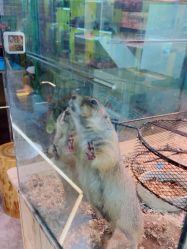 点击看大图 -神奇动物撸宠馆·羊驼·小浣熊·异宠(豫园店)