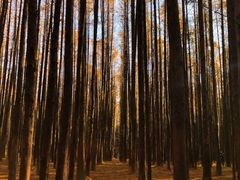 -山王坪喀斯特国家生态公园